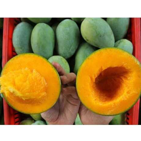 

MANGGA ALPUKAT PER KG