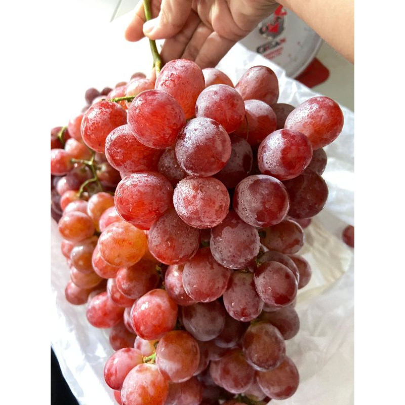 

Buah Anggur Australia