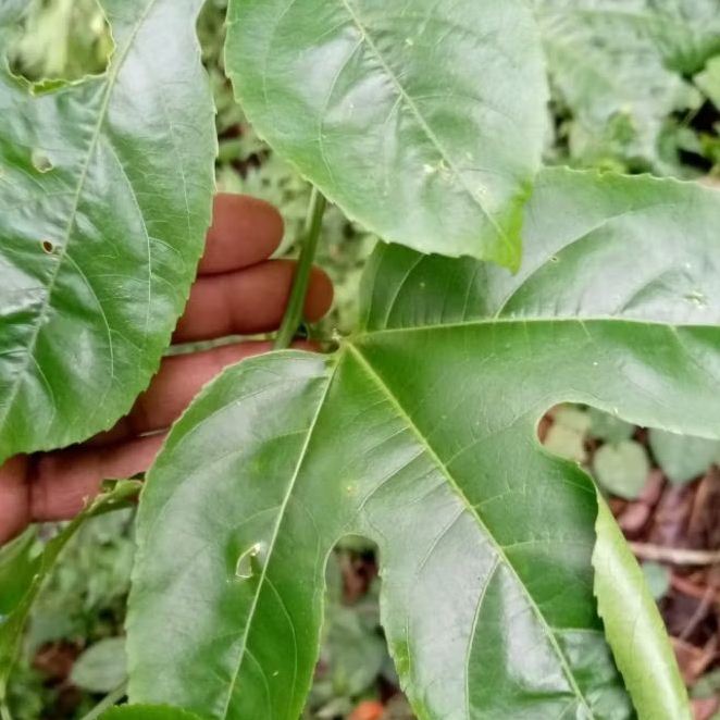 

Daun Markisa atau konyal Segar 500 gram