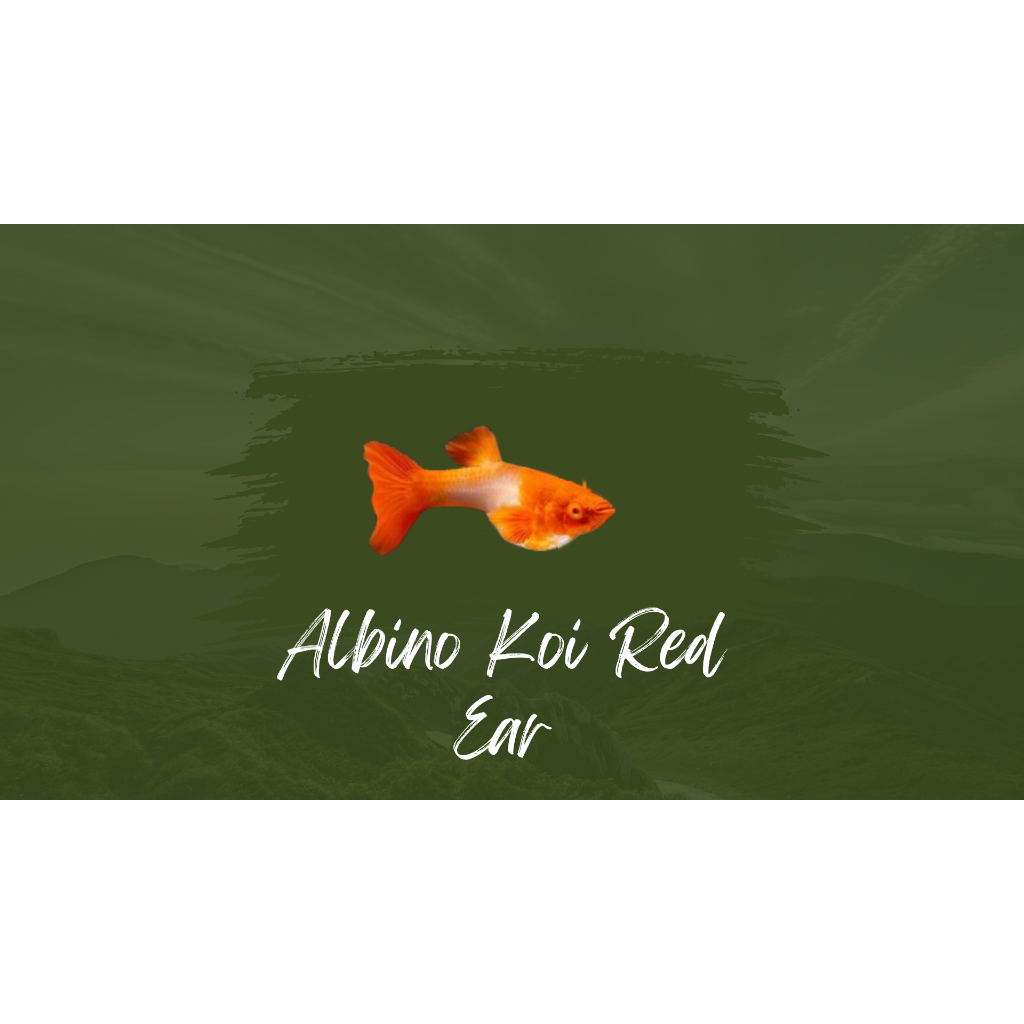 

Packing Styrofoam albino koi red ear