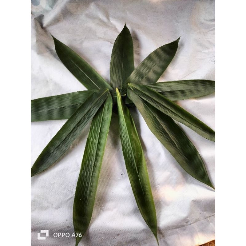

1000 lembar daun bambu fress