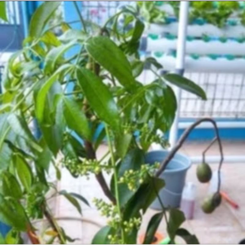 

daun kedongdong segar buat sayur / obat herbal