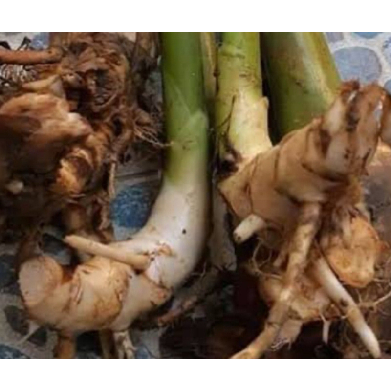 

Umbi honje atau umbi kecombrang segar 500 gram fresh-az