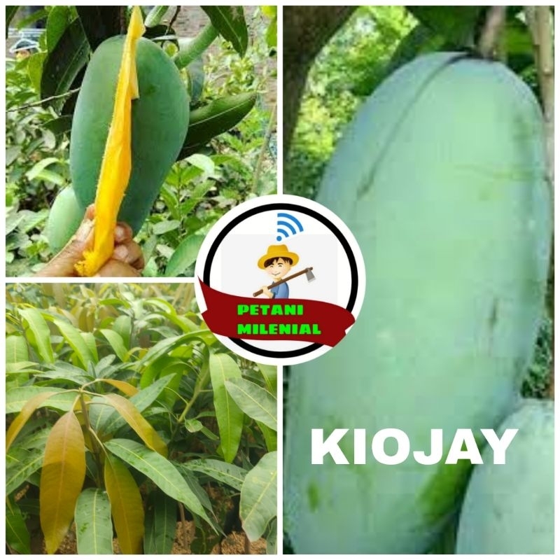 

BIBIT MANGGA KIOJAY