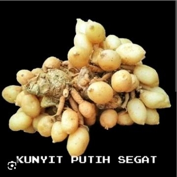 

Kunyit Putih Segar 1 kg
