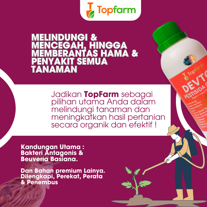 SHp2 Obat Padi Hama Burung Pipit / Obat Pengusir Burung Pada Padi / Obat Racun Burung Pemangsa Padi
