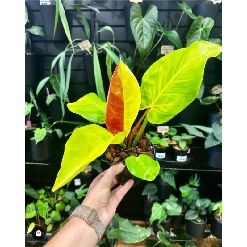 Philodendron Red Moon-Tanaman Hias Philodendron Red Moon Cantik Murah