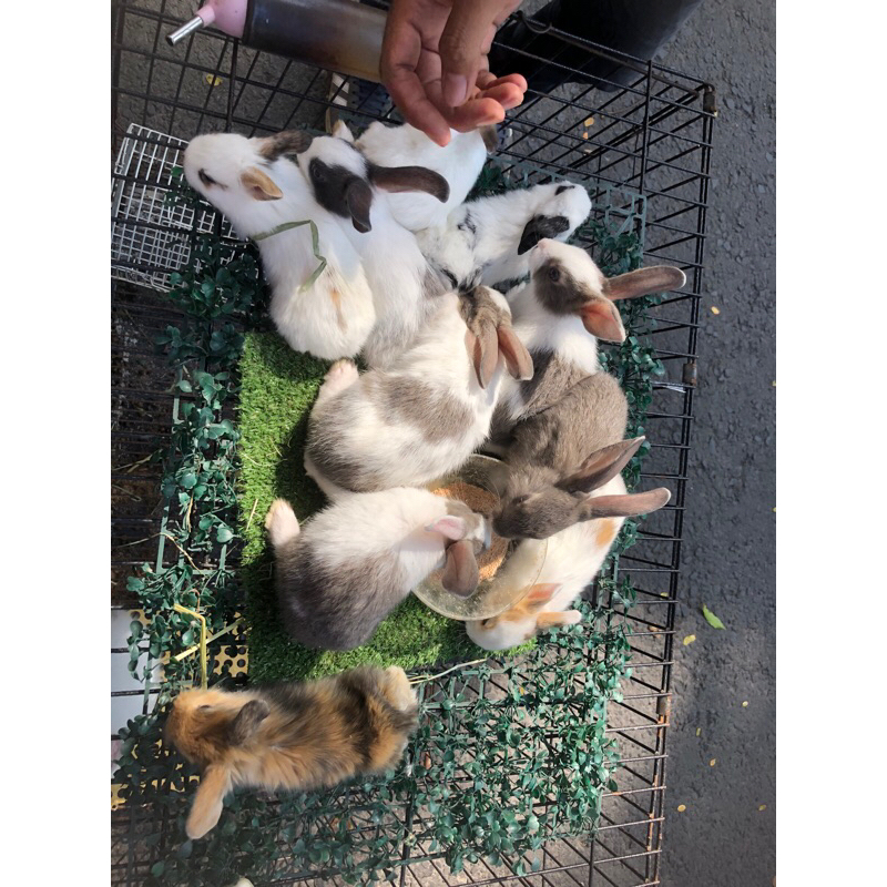 kelinci anggora lokal LUCU