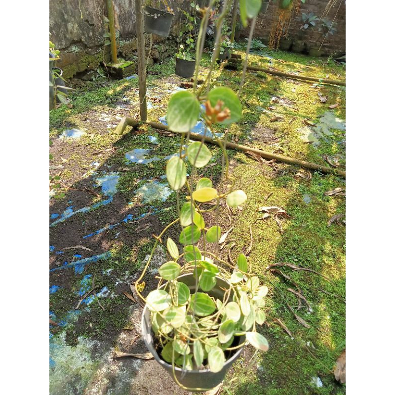 dischidia ovata