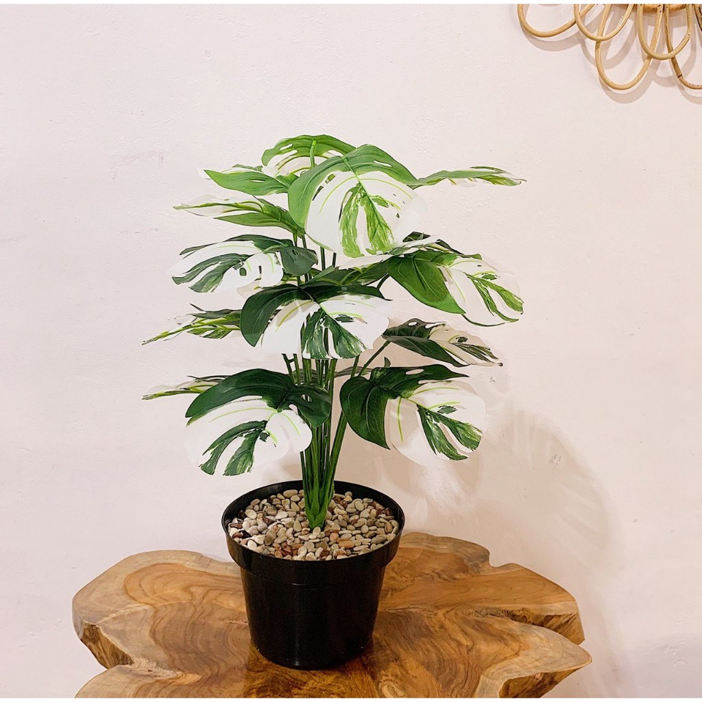 Tanaman Monstera Artificial Monstera Variegata Plastik