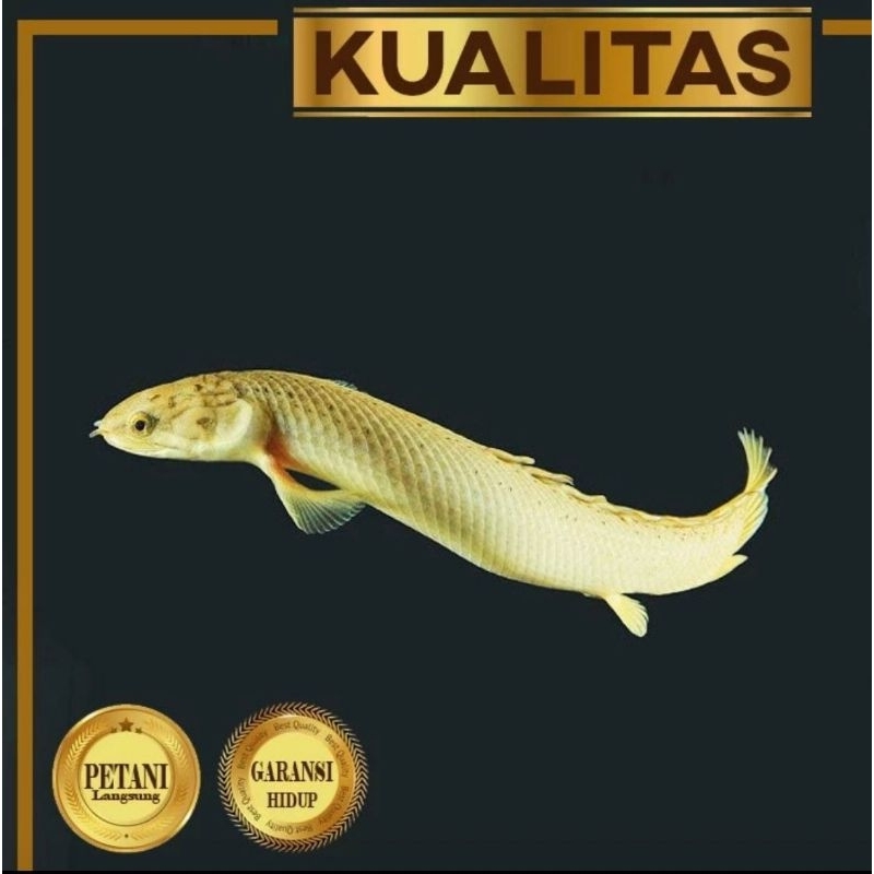 Palmas Golden Senegalus Ikan Hias Predator "Naga Mas" Hiasan Aquarium