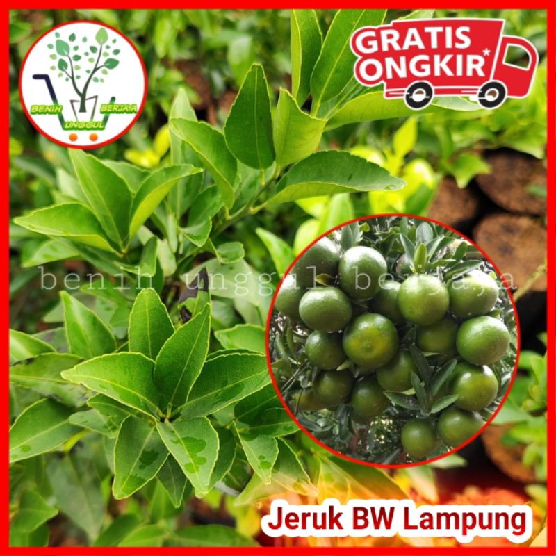 Bibit Jeruk BW Lampung / Jeruk Chokun