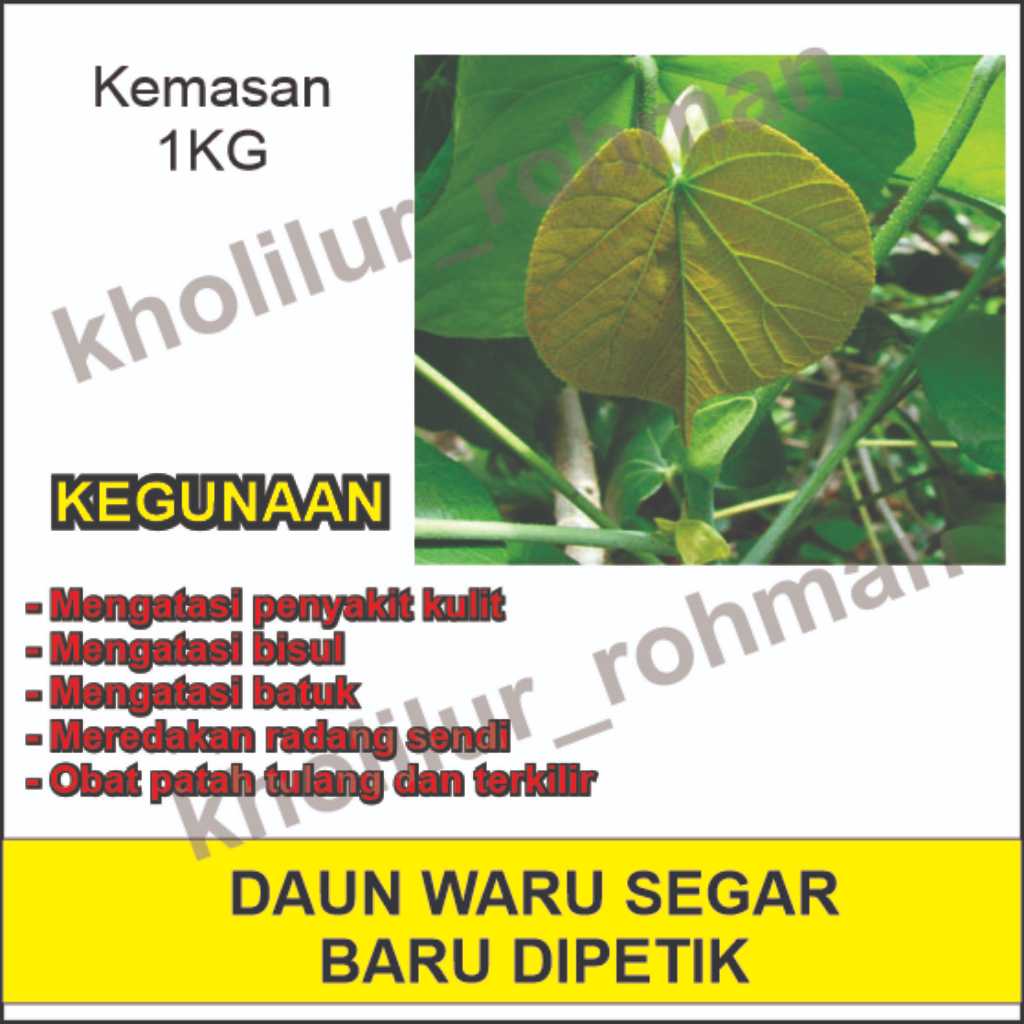 

Daun Waru Segar 1kg Herbal Tradisional