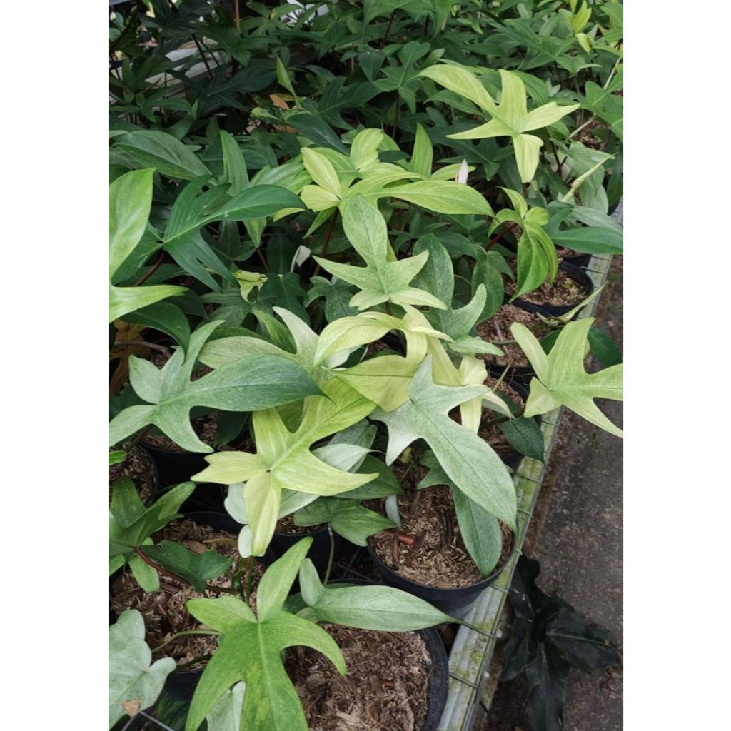 Ukuran Besar Tanaman Hias Philodendron Florida ghost mint