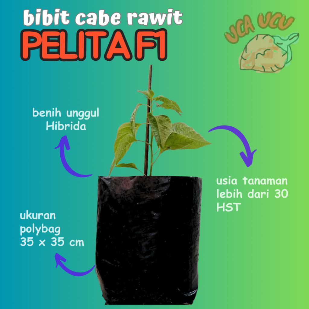 BIBIT CABE RAWIT PELITA F1