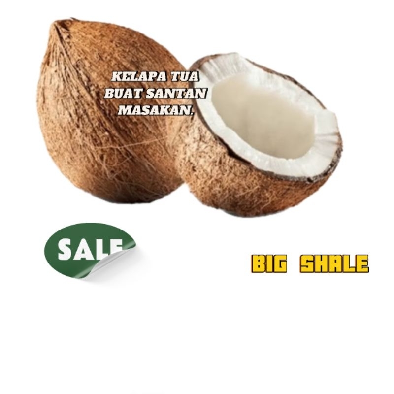 

kelapa tua 1 pcs buah cikalan kupas bulat fresh buat santan siap parut terlaris baru