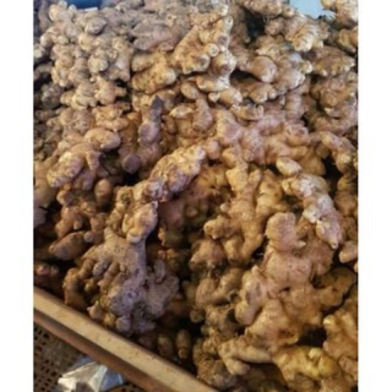 

jahe gajah berat 1 kg
