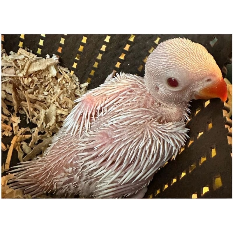 Baby Lolohan Indian Ringneck (IRN) Albino Respons Spet Ternakan Lokal