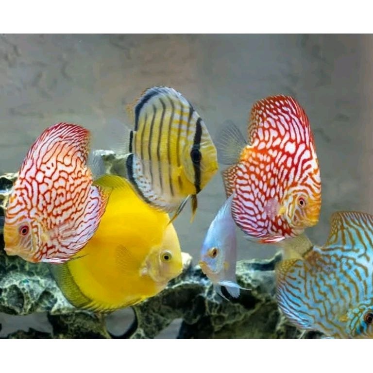 Semua Jenis Aquarium Discus 2 Inc Sameday KODE K8V5