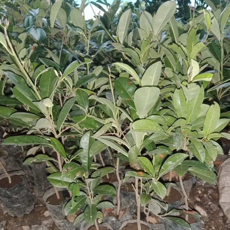 bibit sawo manila manilo kecik full cabang