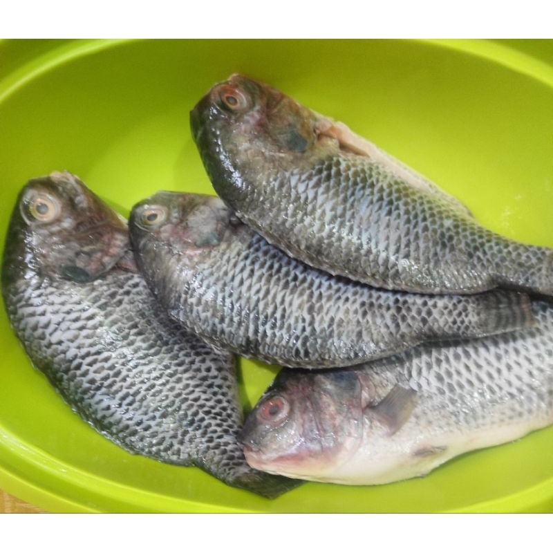 

ikan nila/ikan mujair/ikan mujaer 1 kg