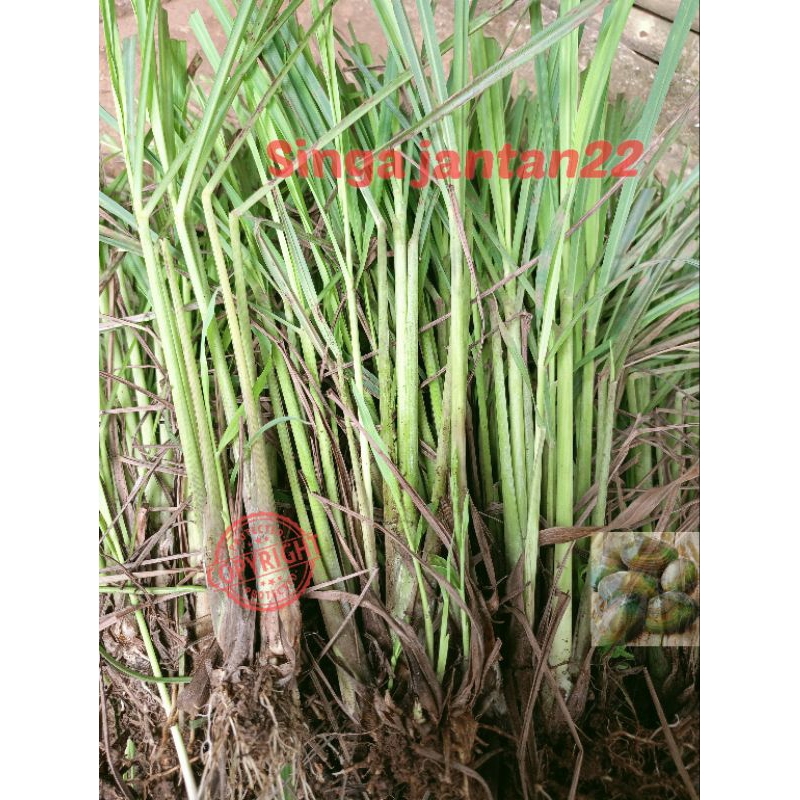 

Sereh putih bibit serai putih 1 kg