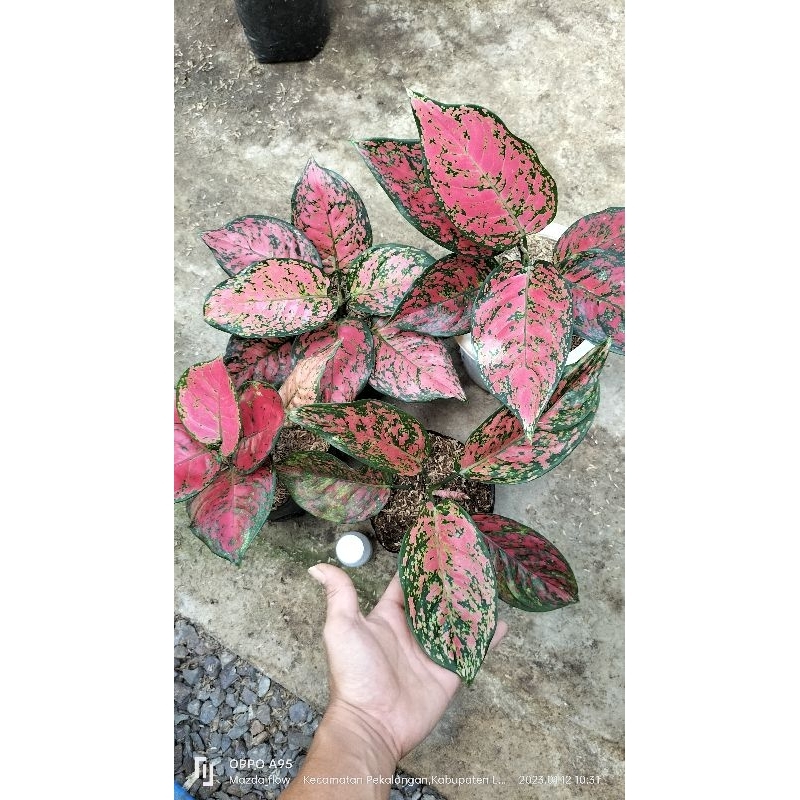 paket 4 merah aglonema