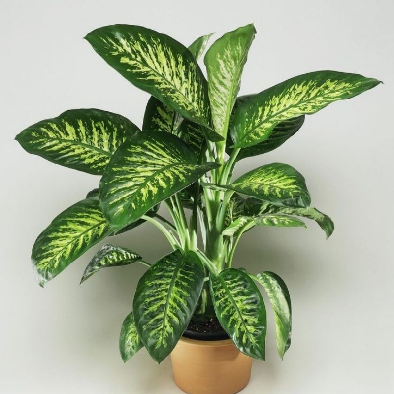 Tanaman Hias Dieffenbachia Army/Blanceng Armi