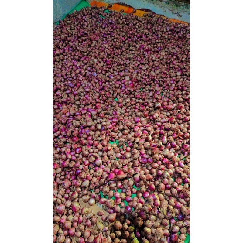 

Bawang Merah Probolinggo Kualitas super