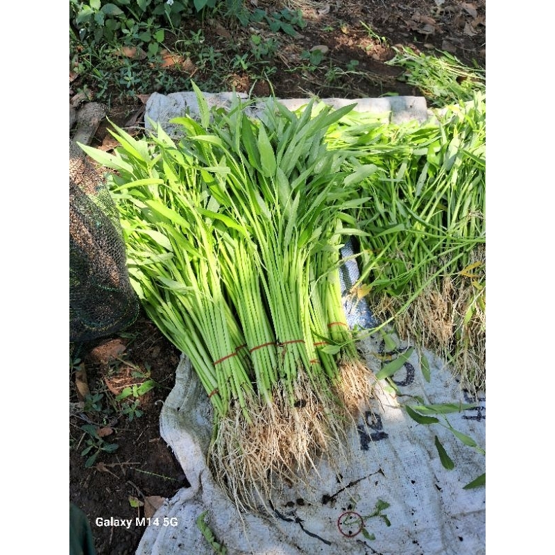 

sayur kangkung segar Langsung petik dari kebun!! sayur kangkung fresh per ikat harga petani kangkung darat dicabut dengan akar