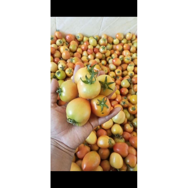 

TOMAT MURAH MERIAH/TOMAT FRESH/TOMAT 1 KG 3000/TOMAT PROBOLINGGO