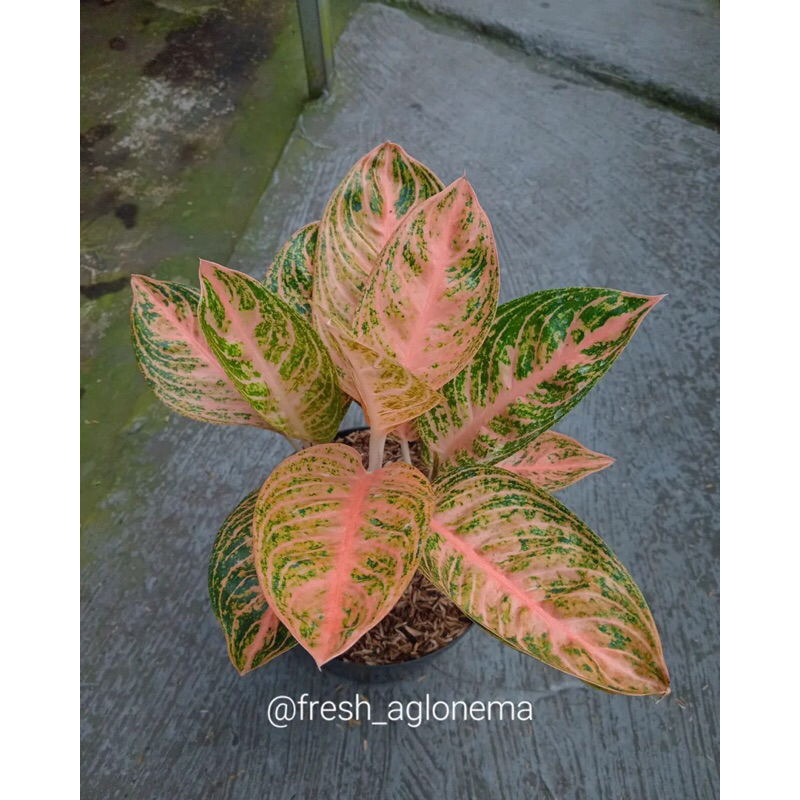 PROMO BIBIT AGLONEMA WIDURI ORANGE