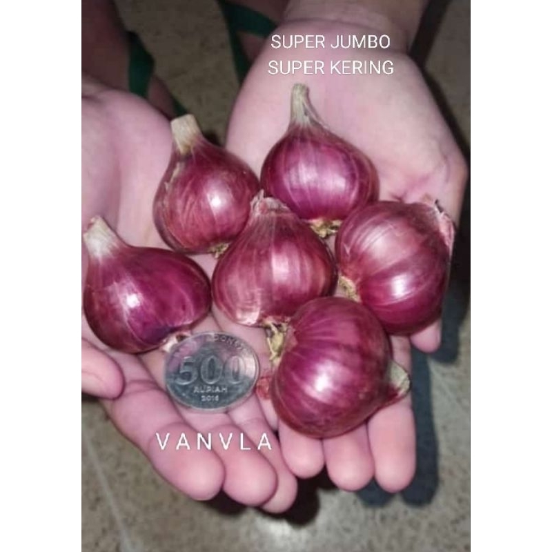 

PROMO BAWANG MERAH SUPER JUMBO SUPER KERING
