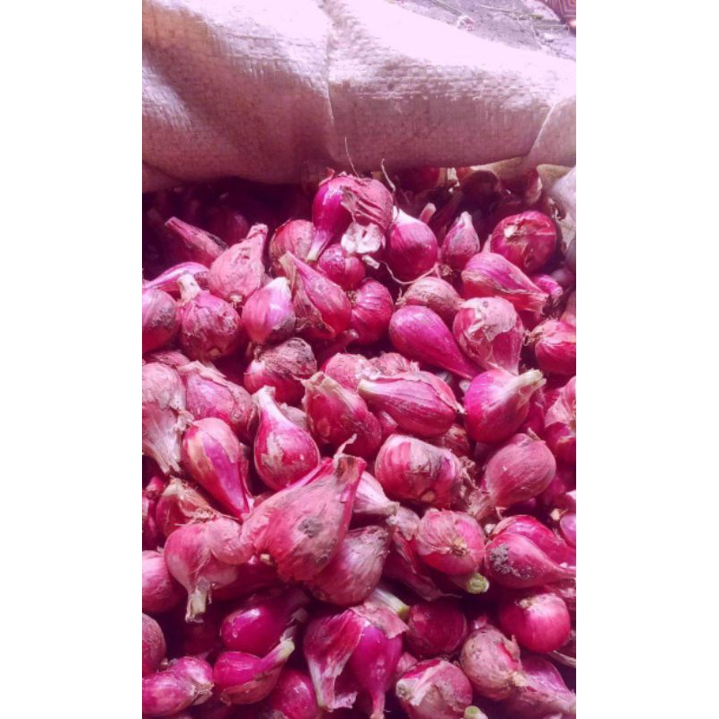 

Bawang Brebes asli