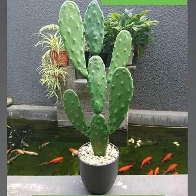 tanaman kaktus centong plus pot tinggi 50cm