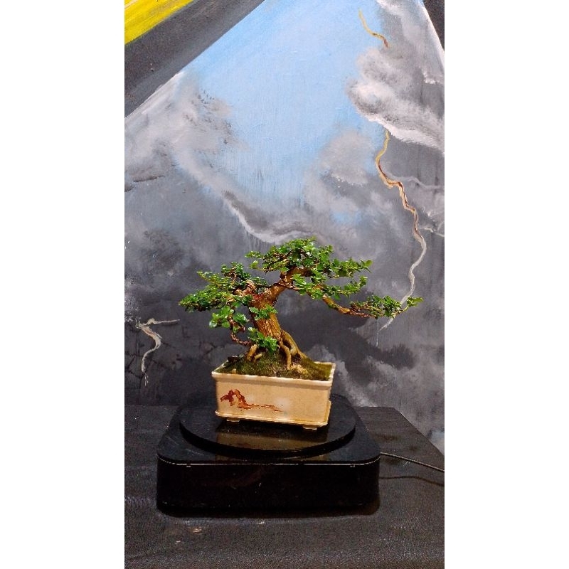 BONSAI SANCANG SIAP PAJANG