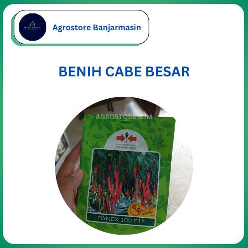 Benih Cabe Besar