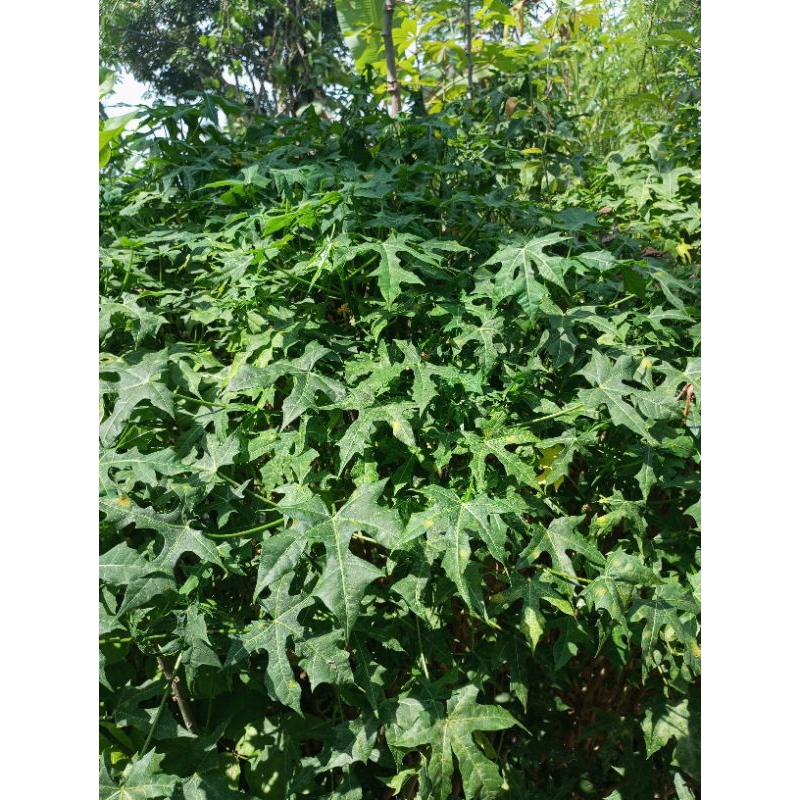 

Daun Pepaya Jepang 1kg