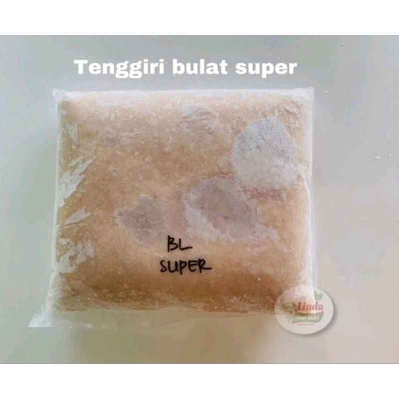 

Tenggiri bulat super jantan