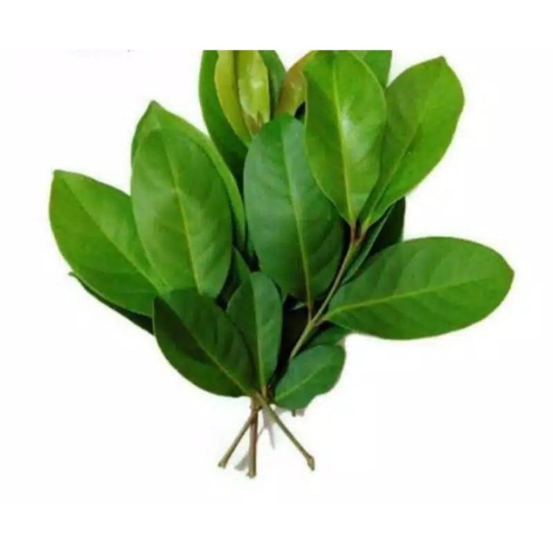 

DAUN SALAM SEGAR PER IKET