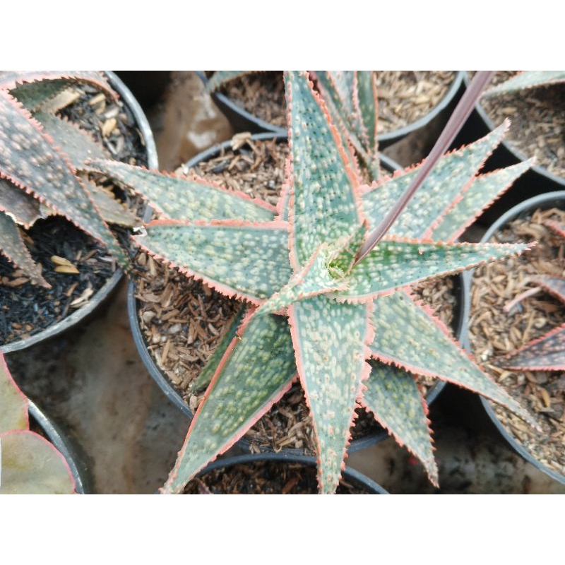 Aloe rauhii reynolds