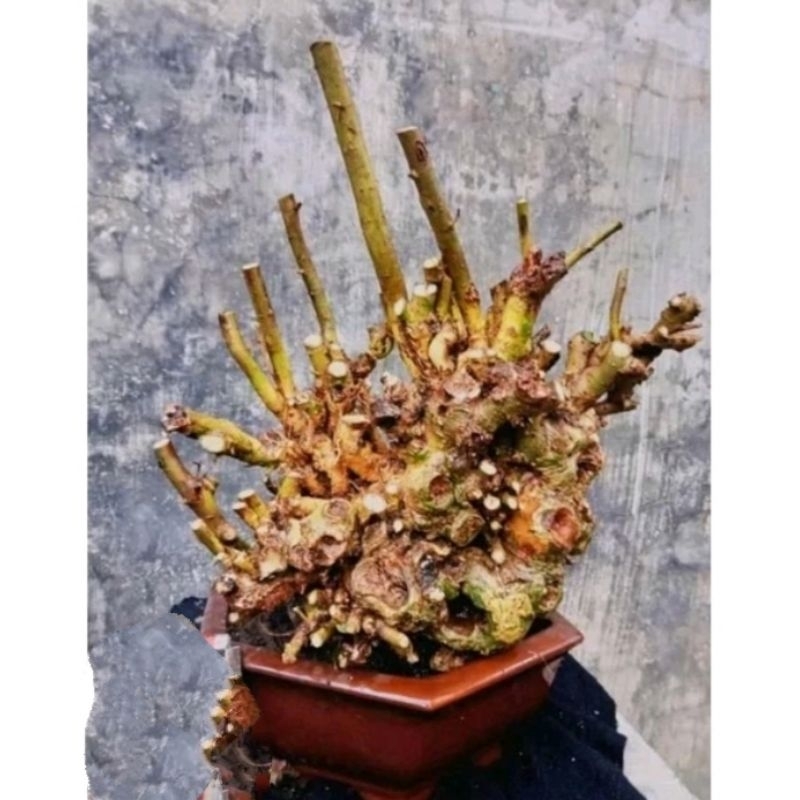 BAHAN BONSAI SERUT SEMI ON THE ROCK UKURAN MEDIUM 17K