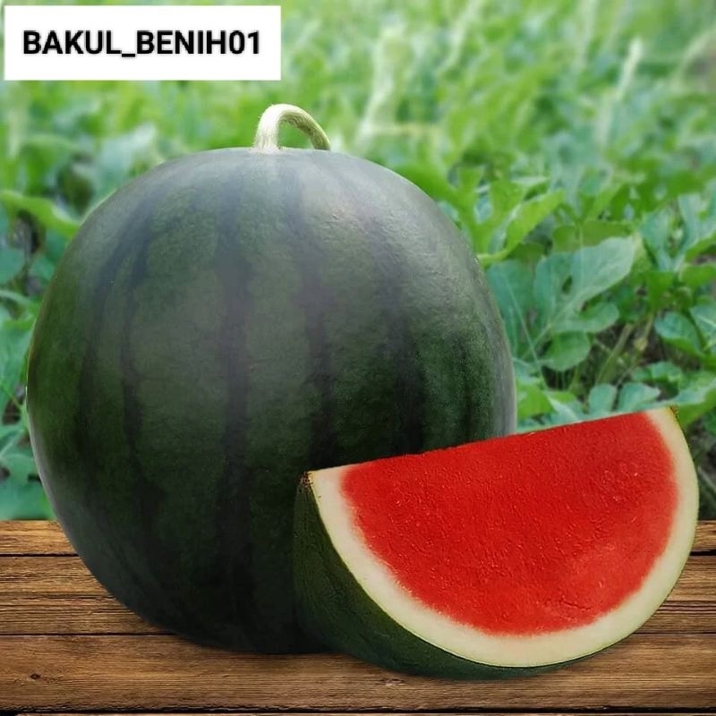 TERMURAH 100+ BIJI SEMANGKA MERAH JUMBO BIBIT UNGGUL100%