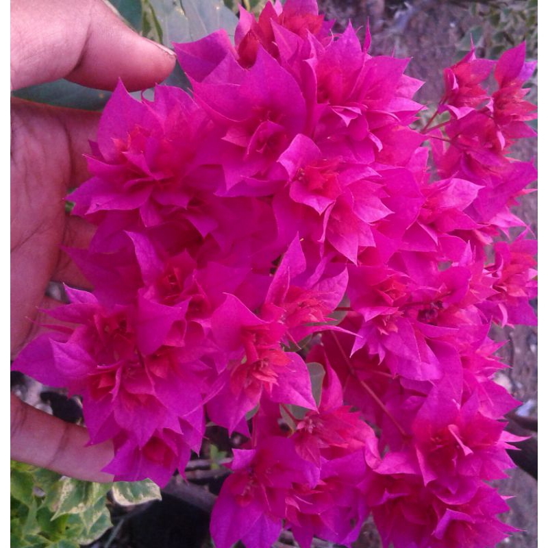 Tanaman hias bougenville bunga tumpuk merah fanta / Bougenville hawai merah fanta