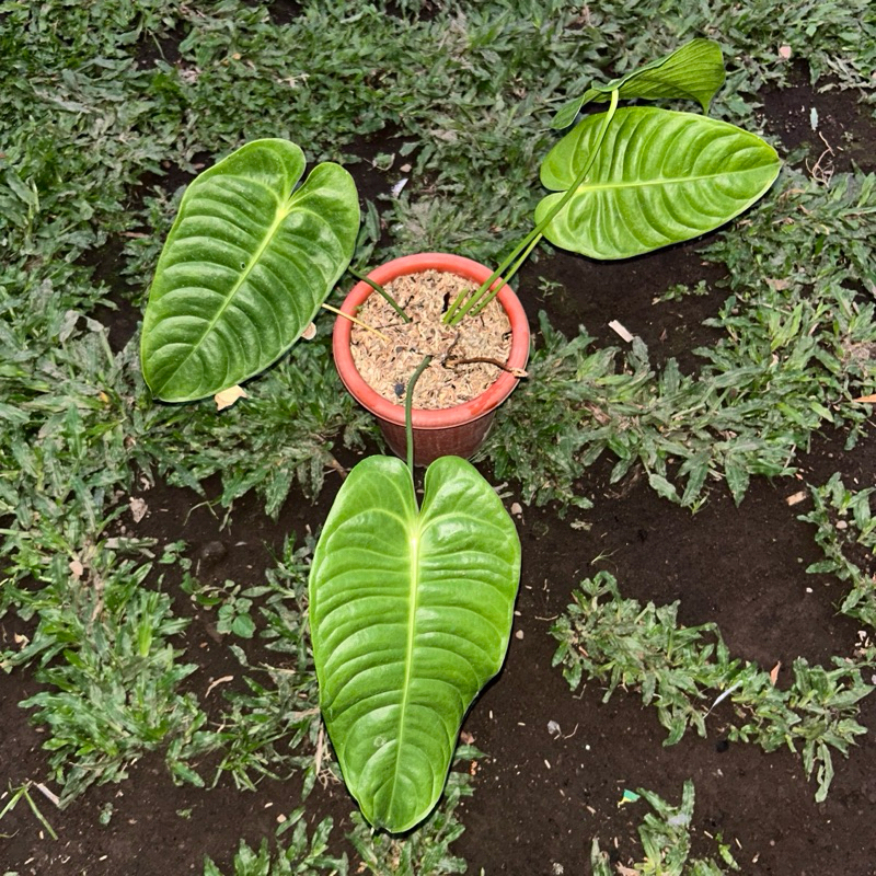 Anthurium Veitchii Hybrid