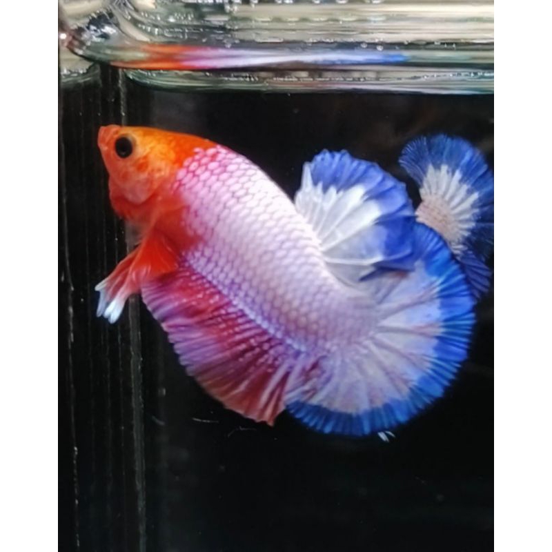 Cupang Plakat/plakad White Scale/ WS Banding hiasan akuarium Top Grade