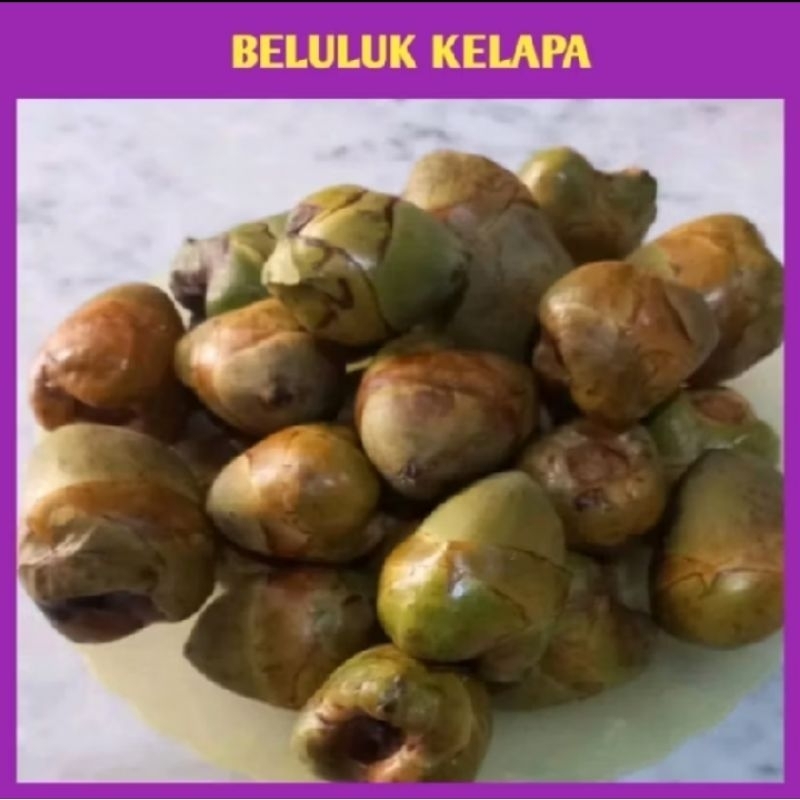 

Beluluk kelapa hijau tembeluluk kelapa muda isi 20pcs frash