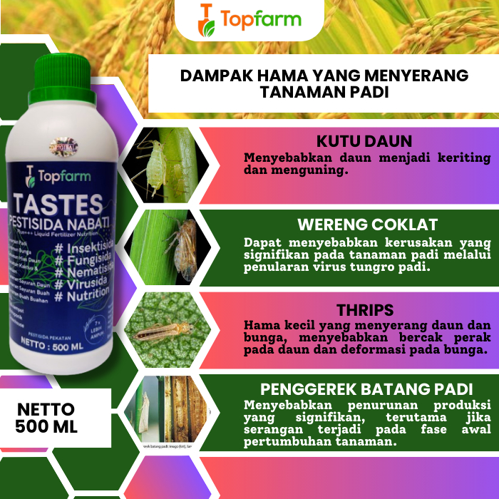 Obat Pembasmi Burung Pada Padi / Obat Semprot Padi Hama Burung / Obat Padi Hama Burung Pipit / Obat