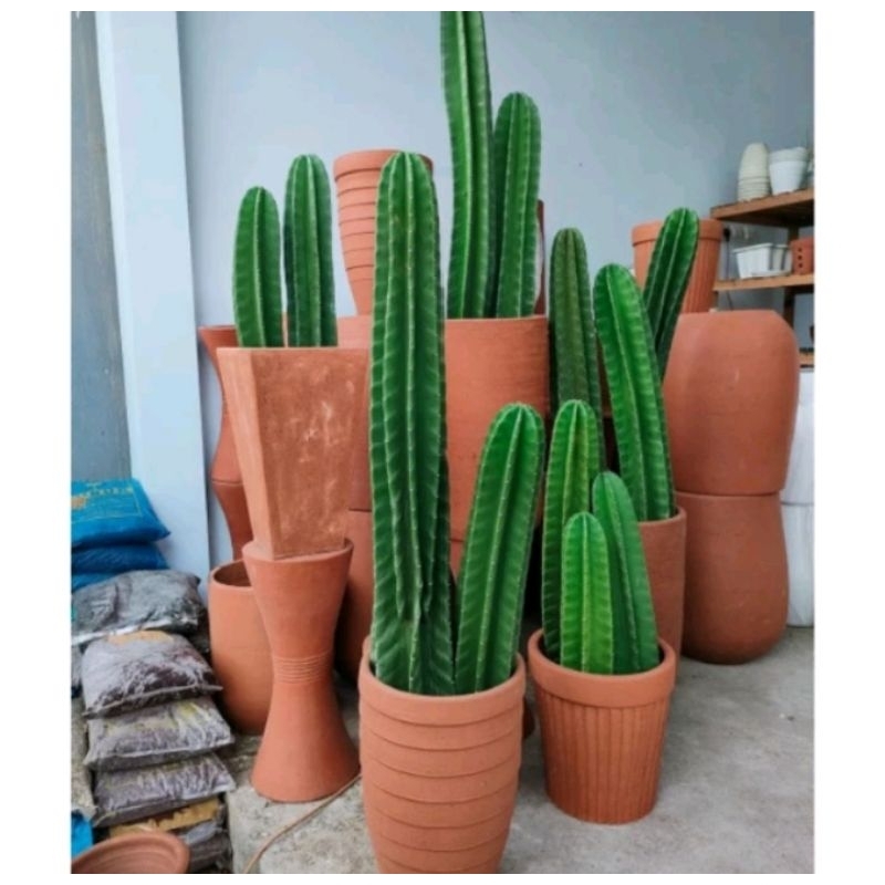 (BISA COD) Tanaman Hias Kaktus Koboi 1METER JUMBO TANPA DURI / Kaktus Belimbing / Kaktus Hidup / Cac