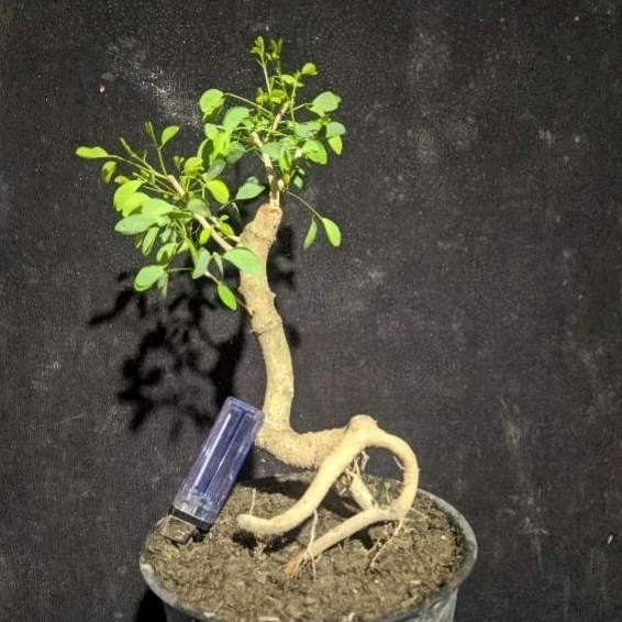 bahan bonsai asem londo / kranji sesuai gambar